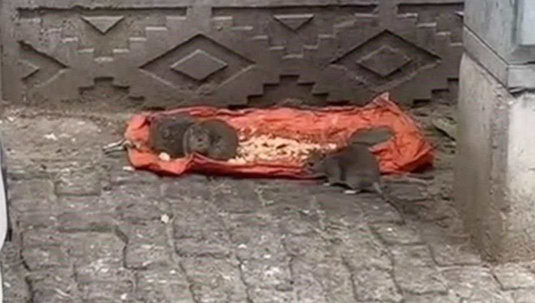 tekirdagda fareler sokaklari basti LtV8mpfc.jpg