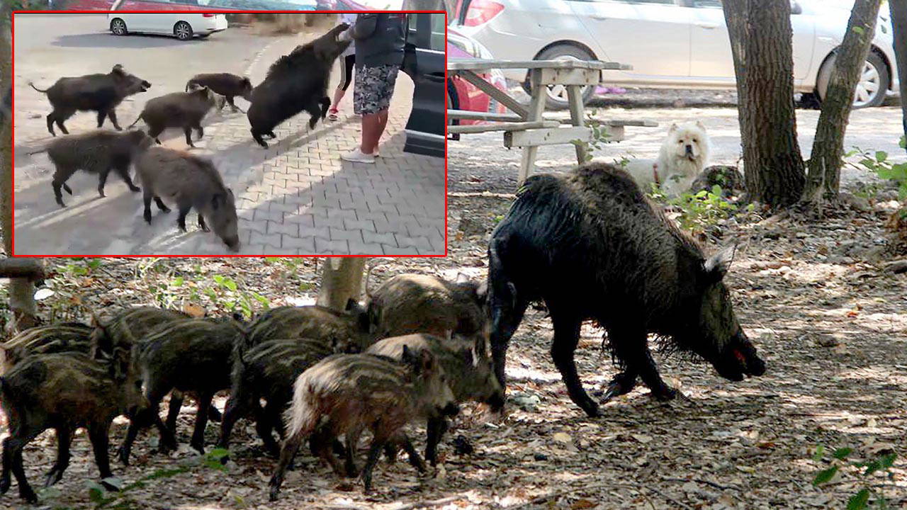 beslemeye calistigi yaban domuzu tatilcinin kolunu isirdi HsOQfBvw.jpg