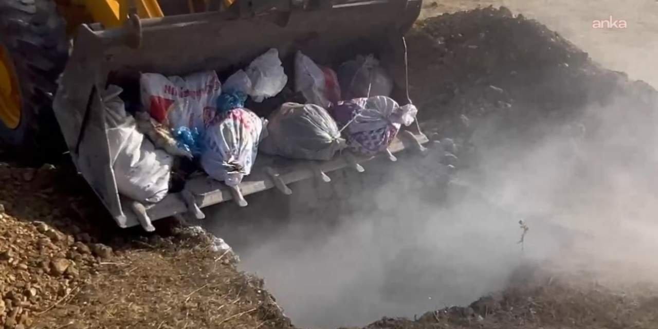 hakkaride hayvan katliami yuzlerce hayvan canli canli gomuldu PeqCYvSv.jpg