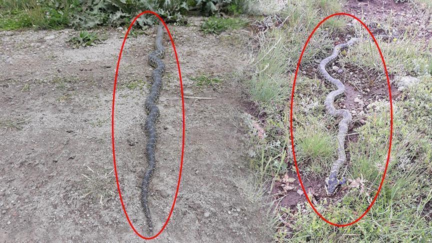 Yer: Afyonkarahisar! Metrelerce uzunluktaki zehirli yılan dehşete düşürdü