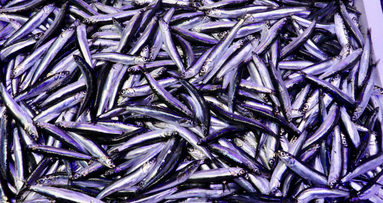 Festivalde 7 ton hamsi tüketildi