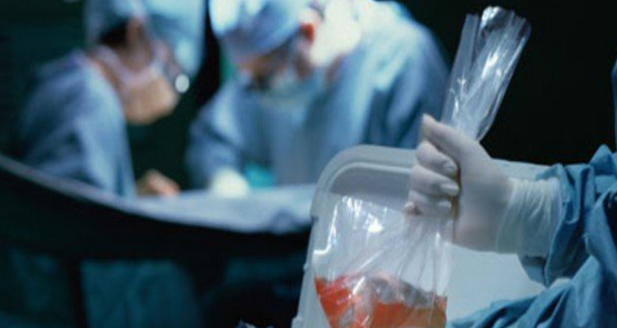 Hastaya nakledilen böbrek kuduzlu çıktı: Hayatı son buldu